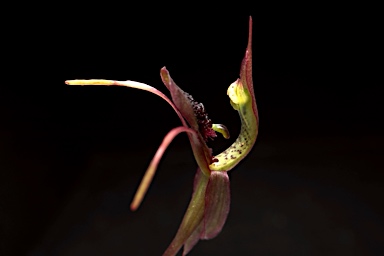 APII jpeg image of Chiloglottis seminuda  © contact APII