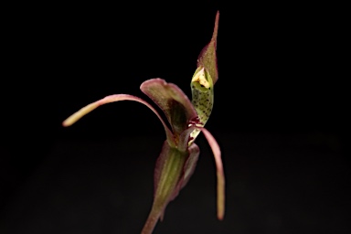 APII jpeg image of Chiloglottis seminuda  © contact APII