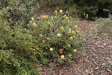 APII jpeg image of Banksia oblongifolia  © contact APII