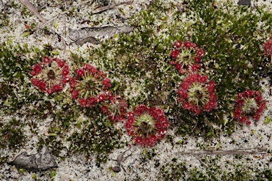 APII jpeg image of Drosera spatulata  © contact APII