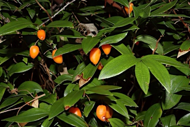 APII jpeg image of Drymophila moorei  © contact APII