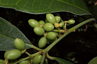 APII jpeg image of Wilkiea macrophylla  © contact APII