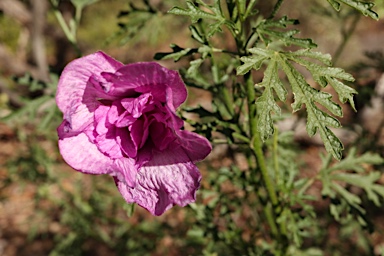 APII jpeg image of Alyogyne huegelii 'Delightfully Double'  © contact APII