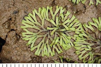 APII jpeg image of Riccia fluitans  © contact APII