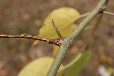 APII jpeg image of Maclura pomifera  © contact APII