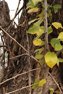 APII jpeg image of Maclura pomifera  © contact APII