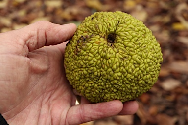 APII jpeg image of Maclura pomifera  © contact APII