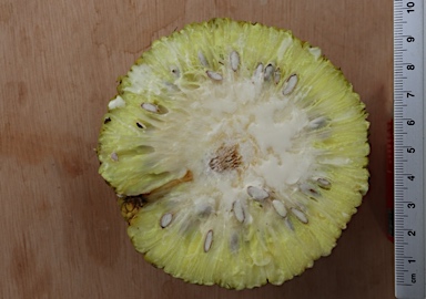 APII jpeg image of Maclura pomifera  © contact APII