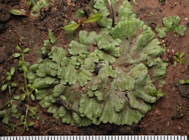 APII jpeg image of Riccia spongiosula  © contact APII