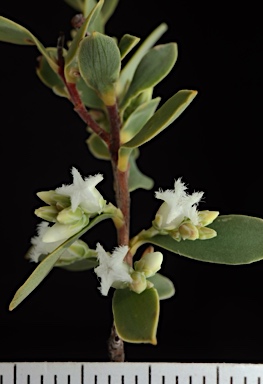 APII jpeg image of Styphelia mutica  © contact APII