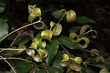 APII jpeg image of Bosistoa transversa  © contact APII