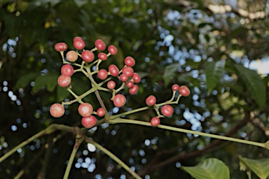 APII jpeg image of Leea novoguineensis  © contact APII