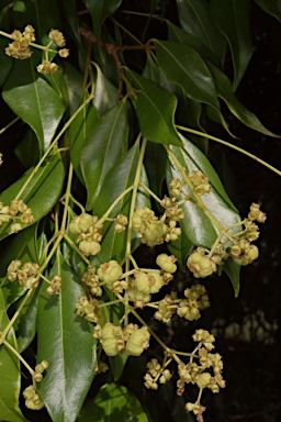 APII jpeg image of Syzygium unipunctatum  © contact APII