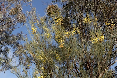 APII jpeg image of Acacia calamifolia  © contact APII