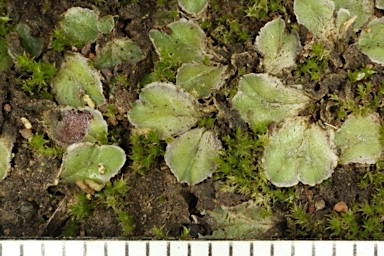 APII jpeg image of Riccia cartilaginosa  © contact APII