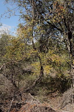 APII jpeg image of Elaeodendron australe var. integrifolium  © contact APII