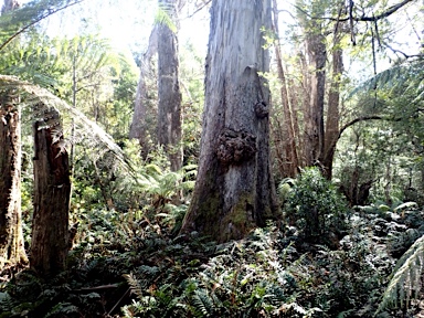 APII jpeg image of Eucalyptus denticulata  © contact APII