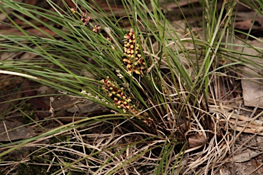 APII jpeg image of Lomandra confertifolia subsp. rubiginosa  © contact APII
