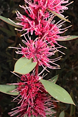 APII jpeg image of Hakea petiolaris 'Burrendong Beauty'  © contact APII