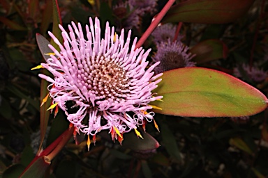 APII jpeg image of Isopogon cuneatus  © contact APII