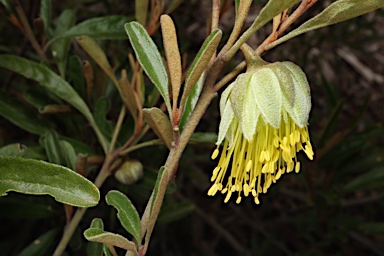 APII jpeg image of Diplolaena microcephala  © contact APII