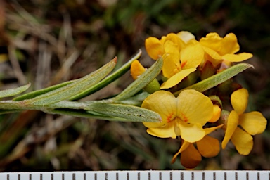 APII jpeg image of Chorizema parviflorum  © contact APII