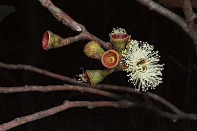 APII jpeg image of Eucalyptus dendromorpha  © contact APII