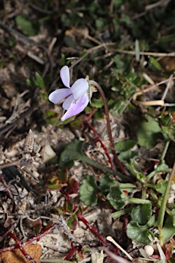APII jpeg image of Viola silicestris  © contact APII