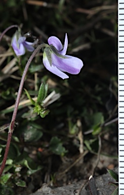 APII jpeg image of Viola silicestris  © contact APII