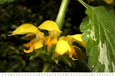 APII jpeg image of Lamium argentatum  © contact APII