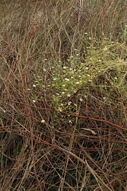 APII jpeg image of Stellaria angustifolia subsp. angustifolia  © contact APII