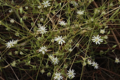 APII jpeg image of Stellaria angustifolia subsp. angustifolia  © contact APII