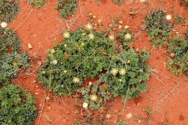 APII jpeg image of Trachymene ochracea  © contact APII