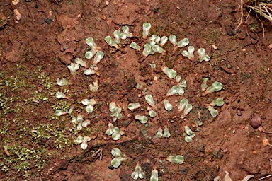 APII jpeg image of Riccia lamellosa  © contact APII