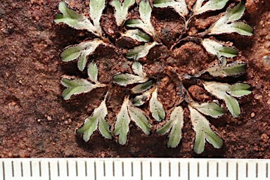 APII jpeg image of Riccia rubrispora  © contact APII