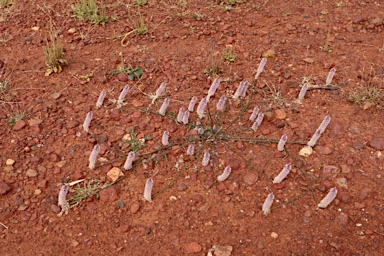 APII jpeg image of Ptilotus leucocoma  © contact APII