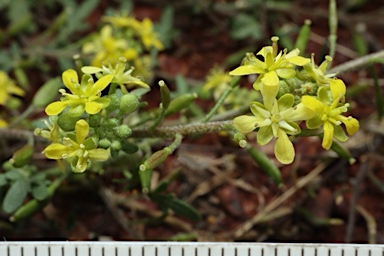 APII jpeg image of Arabidella eremigena  © contact APII