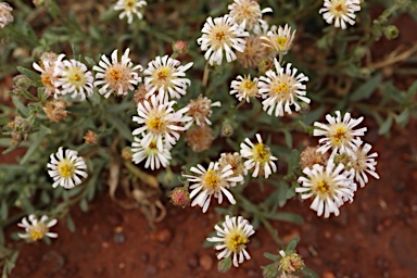 APII jpeg image of Calotis plumulifera  © contact APII