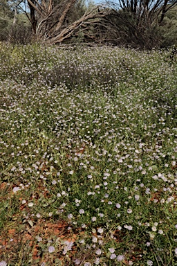 APII jpeg image of Trachymene cyanantha  © contact APII