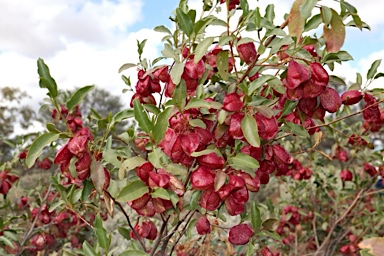 APII jpeg image of Dodonaea petiolaris  © contact APII
