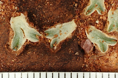 APII jpeg image of Riccia  © contact APII