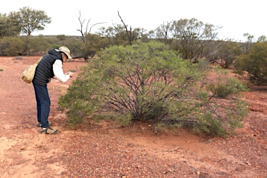 APII jpeg image of Eremophila linsmithii  © contact APII