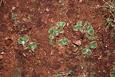 APII jpeg image of Riccia cartilaginosa  © contact APII