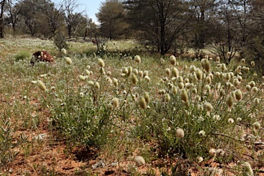 APII jpeg image of Ptilotus xerophilus  © contact APII