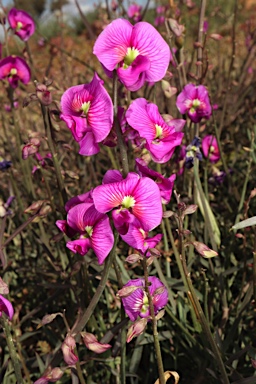 APII jpeg image of Swainsona campylantha  © contact APII