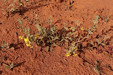 APII jpeg image of Goodenia heterochila  © contact APII