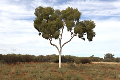 APII jpeg image of Corymbia aparrerinja  © contact APII