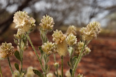 APII jpeg image of Ptilotus pseudohelipteroides  © contact APII