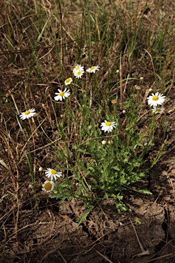APII jpeg image of Brachyscome tetrapterocarpa  © contact APII