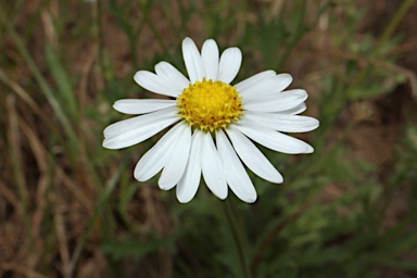 APII jpeg image of Brachyscome tetrapterocarpa  © contact APII